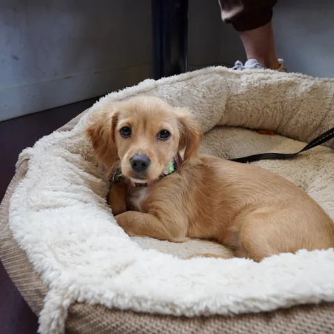 Cozy Donut Dog Bed