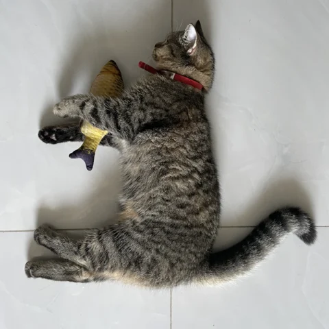 Feather Wand Cat Toy Set